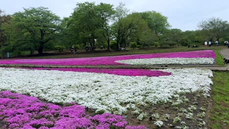 Vibrant-rows-of-pink-and-white-flowers-in-full-bloom-in-a-lush-green-park-setting