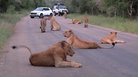 A-large-pride-of-lions-laying-on-the-asphalt-road-in-the-Kruger-National-Park