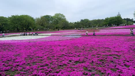 Vibrantes-Flores-De-Musgo-Rosa-Cubren-Un-Campo,-Con-Visitantes-Caminando-Y-Disfrutando-De-La-Escena,-Toma-Amplia