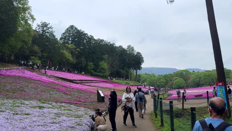 Visitors-stroll-through-a-vibrant-pink-flower-field-on-a-cloudy-day