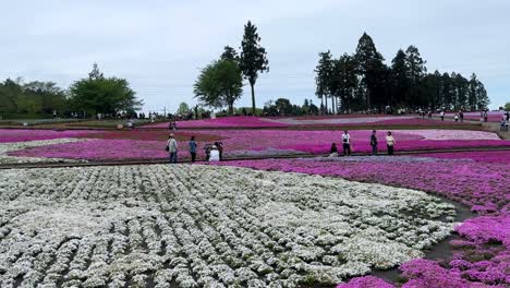 Los-Visitantes-Disfrutan-De-Una-Vibrante-Exhibición-De-Flores-Shibazakura-Rosadas-Y-Blancas-Con-árboles-Al-Fondo,-Durante-El-Día.