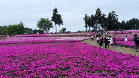 Visitors-stroll-through-a-vibrant-pink-shibazakura-flower-field-under-a-cloudy-sky