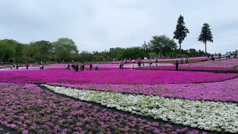 Besucher-Schlendern-Durch-Leuchtend-Rosa-Und-Weiße-Blumenbeete-In-Einem-üppigen-Park