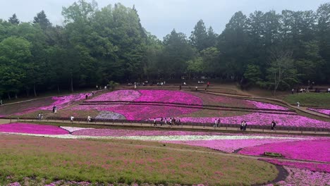 Leuchtend-Rosa-Moosphlox-Blüht-In-Einem-Weitläufigen-Park,-Und-Besucher-Genießen-Die-Malerische-Aussicht