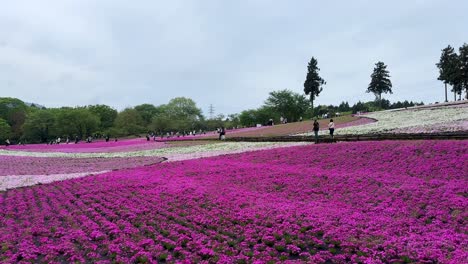 Vibrant-pink-flower-fields-stretch-under-a-cloudy-sky,-people-strolling-and-admiring-the-scenery