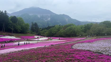 Touristen-Schlendern-Durch-Leuchtend-Rosa-Blumenfelder-Mit-Bergkulisse,-Bewölkter-Tag