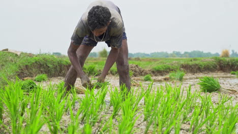 Asian-male-farm-worker-planting-cereal-plants-in-farmland