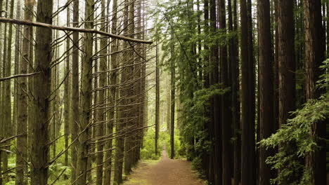 Stark-contrast-of-leafless-tree-branches-stretch-to-redwood-forest-understory-in-dense-column