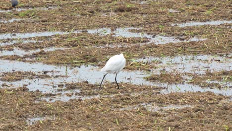 Close-up-shot-of-a-great-egret-walking-on-the-agricultural-farmlands,-wading-and-foraging-for-fallen-crops-and-insect-preys-on-the-harvested-paddy-fields