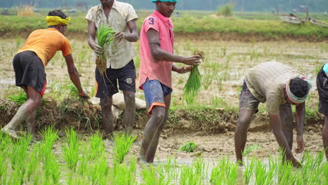 Plantation,-cereal-plants,-agriculture