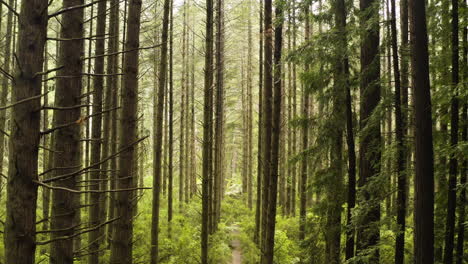 Experience-the-serenity-of-beautiful-understory-canopy-of-redwoods-with-ferns-on-ground