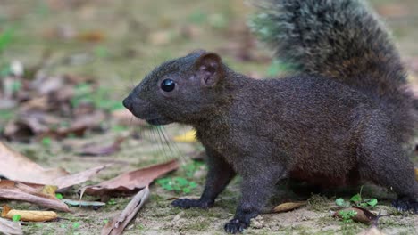 Close-up-profile-shot-of-a-cute-Pallas's-squirrel-scamper-with-fluffy-tail,-spotted-on-the-forest-ground,-sniffing-around-and-alerted-by-the-surrounding-environment