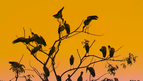 Ein-Schwarm-Pelikane,-Die-Ruhelos-Auf-Einem-Kahlen-Baum-Balancieren,-Dessen-Silhouette-Von-Einem-Orangefarbenen-Sonnenuntergang-überschattet-Wird