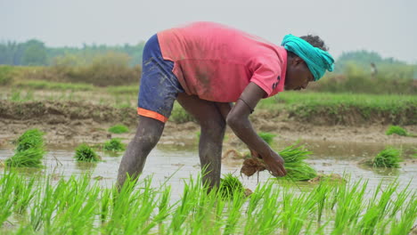 Crop-plant,-planting,-plowed-farm