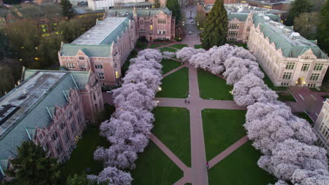 Spring-colors-in-the-Quad-park,-of-the-University-of-Washington---Aerial-view