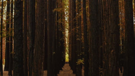 Dicht-Gepackter-Unterholz-Im-Inneren-Des-Redwood-Waldes-In-Australien-Mit-Herbstlichen-Farben