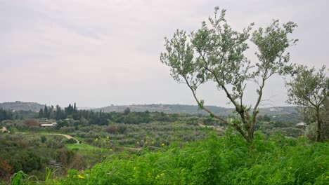 Un-Olivo-En-El-Viento-Con-Hierba-Verde