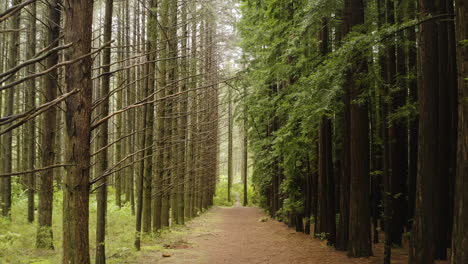 Dolly-along-dirt-path-in-dense-grid-of-redwood-trees-spaced-out-in-forest