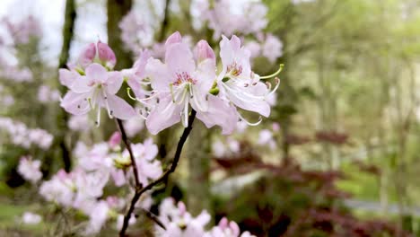 Pinkshell-Azalee,-Azalee-Vaseyi-In-Blüte