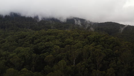 Panoramic-aerial-dolly-above-redwood-forest-with-dense-cloud-cover-above
