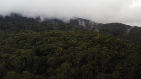 Plataforma-Rodante-Aérea-Panorámica-Sobre-El-Bosque-De-Secuoyas-Con-Una-Densa-Nubosidad-Arriba