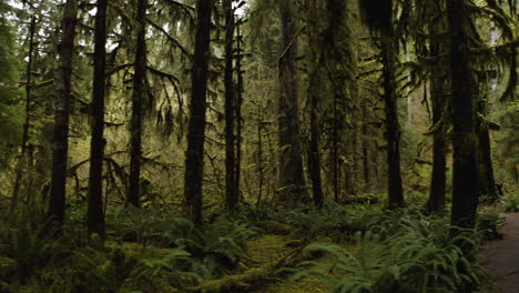 Encantadora-Naturaleza-Forestal-En-El-Sendero-Hall-Of-Mosses-En-El-Parque-Nacional-Olímpico,-Estado-De-Washington,-Estados-Unidos