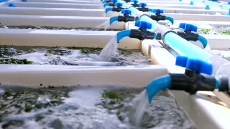 Sea-water-from-PVC-taps-flowing-into-abalone-tanks,-aquaculture