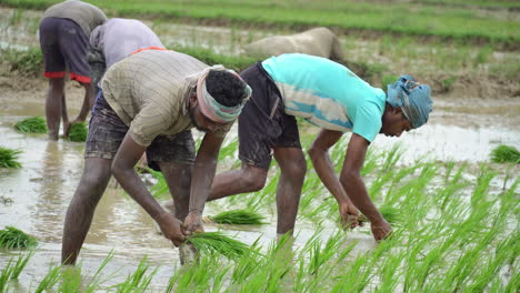 Manuelle-Landarbeiter-Wurden-Mit-Wasser-Und-Schlamm-Für-Reissprossen-Plantage-Getränkt