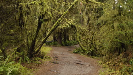 Hall-of-Mosses-Trailhead-With-An-Atmospheric-Forest-Of-Moss-covered-Trees-In-Washington-State,-USA