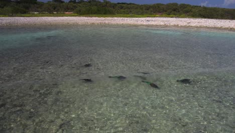 Schwarm-Papageienfische,-Die-Im-Seichten-Wasser-Bei-Los-Roques-Schwimmen