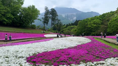 Vibrant-flower-carpets-cover-a-park-with-visitors-strolling-in-the-background,-lush-green-trees-around