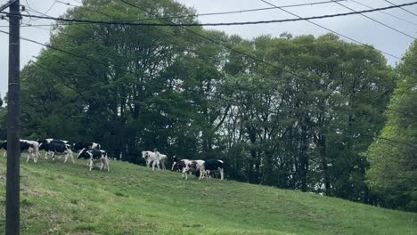 Cows-grazing-on-a-green-hill-under-the-shade-of-trees-on-a-sunny-day,-wires-overhead
