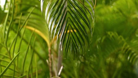 Raindrops-falling-on-areca-palm-leaf,-closeup-slow-zoom