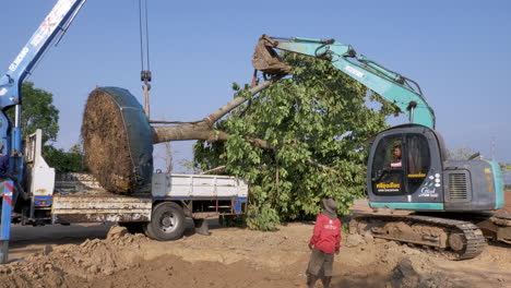 LKW-Kran-Mit-Einem-Transportierten-Ausgewachsenen,-Großen-Baum,-Im-Prozess-Der-Umpflanzung-Und-Neupflanzung-Des-Baumes-An-Einem-Neuen-Standort-Mit-Dem-Einsatz-Eines-Baggers