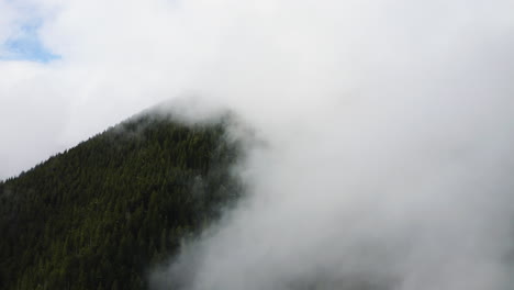 Niedrige-Wolken-überdachen-Douglasien-In-Der-Nähe-Des-Olympic-Nationalparks,-Olympic-Halbinsel,-Bundesstaat-Washington,-USA