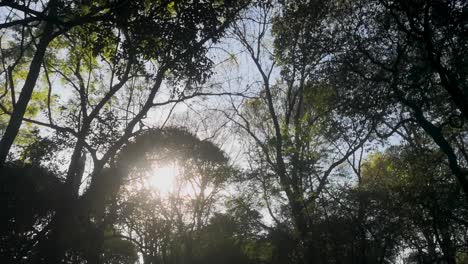Eine-Aufnahme-Einiger-Pflanzen-Und-Bäume-Mit-Der-Sonne-Im-Hintergrund-An-Einem-Sonnigen-Tag-Zu-Beginn-Eines-Sonnenuntergangs