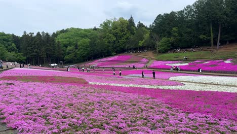 Phlox-De-Musgo-Rosa-Vibrante-Que-Florece-En-Un-Espacioso-Parque-Con-Visitantes-Disfrutando-Del-Paisaje,-La-Luz-Del-Día