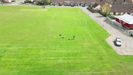 Aerial-view,-dogs,-owner-friendship-together,-park-scenery,-playtime