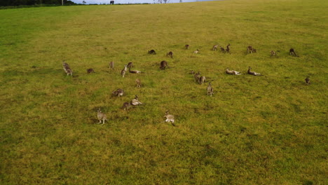 Aerial-overview-of-mob-of-kangaroos-lying-down-on-grassy-hillside-staring-up