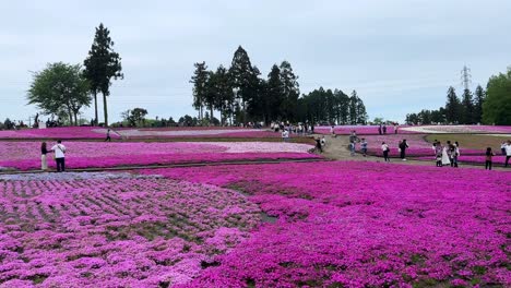 Vibrant-pink-moss-fields-at-a-scenic-park,-tourists-enjoying-a-leisurely-walk-under-cloudy-skies