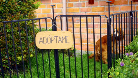 Plano-General-Del-Hombre-Adoptando-Un-Perro