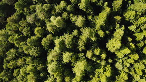 Schnelle-Schwindelerregende-Abstieg-Von-Oben-Nach-Unten-Luftaufnahme-Zu-Redwood-Baumkronen