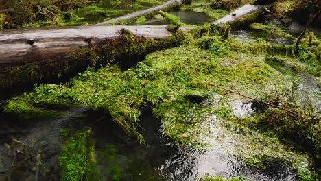 Green-Moss-In-Flowing-Creek-At-Hoh-Rainforest,-Olympic-National-Park,-Washington