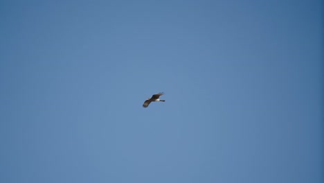 Wild-Eagle-flying-majestically-in-a-clear-blue-sky,-searching-for-food