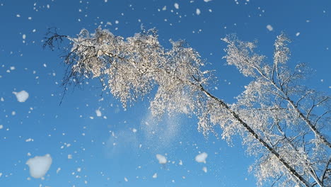 Low-angle-view-of-Snow-falling-down,-snowy-hanging-branches-on-blue-sky-background,-slow-motion