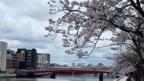 Cherry-blossoms-in-full-bloom-with-cityscape-and-red-bridge,-cloudy-spring-day,-hint-of-urban-renewal