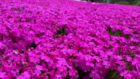 Vibrant-pink-flowers-covering-a-field-in-a-bright,-lush-display,-shot-during-daylight