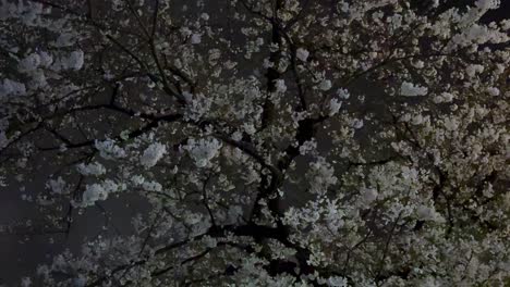 Flores-De-Cerezo-En-Plena-Floración-Por-La-Noche,-Iluminadas-Contra-Un-Cielo-Oscuro.