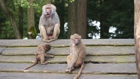 Male-baboon-watches,-gaping,-as-the-little-baboons-plays