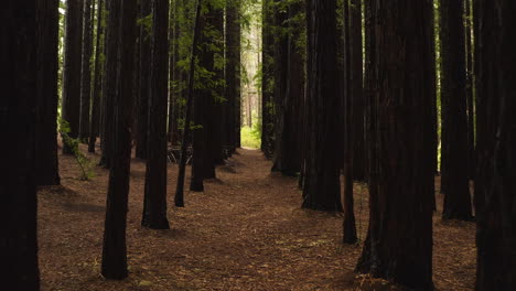 Langsame-Und-Niedrige-Luftaufnahme-Entlang-Des-Bodens-Des-Redwood-Waldes-Im-Inneren-Des-Unterholzes